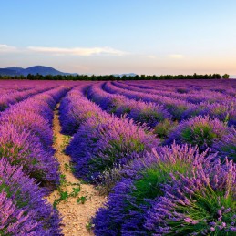 Carga lavanda