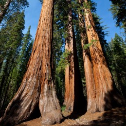 Carga sequoya