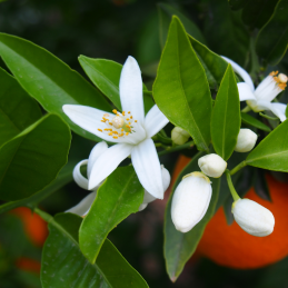 Recarga eco-responsable Azahar 1L - Aroma floral y delicado para sistemas sostenibles
