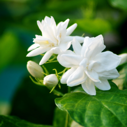 Recarga eco-responsable Jazmín 1L - Aroma floral y elegante para sistemas sostenibles